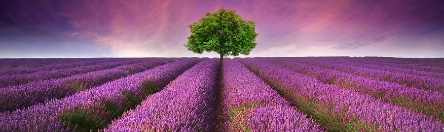 Lavender-aromatherapy-tree-field-header